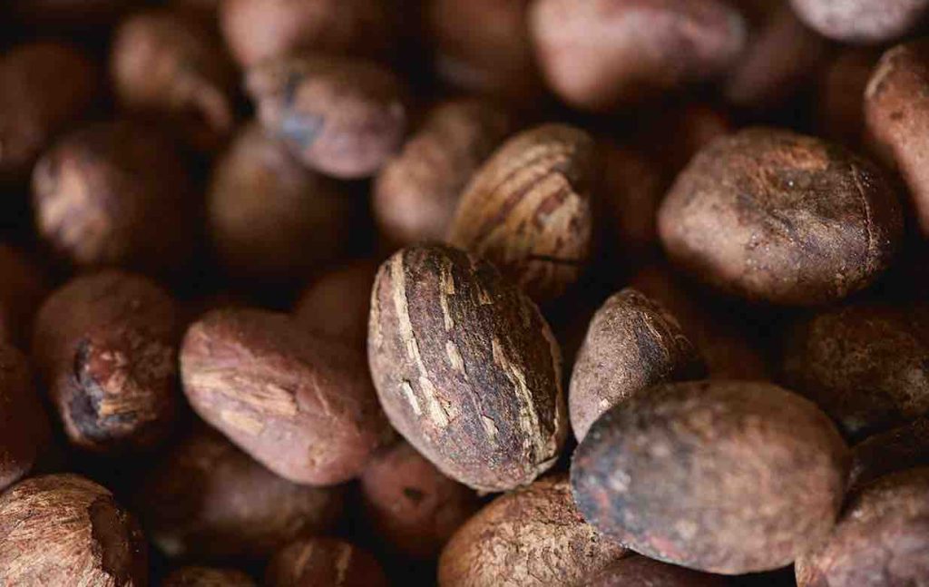 Nuts of karitée