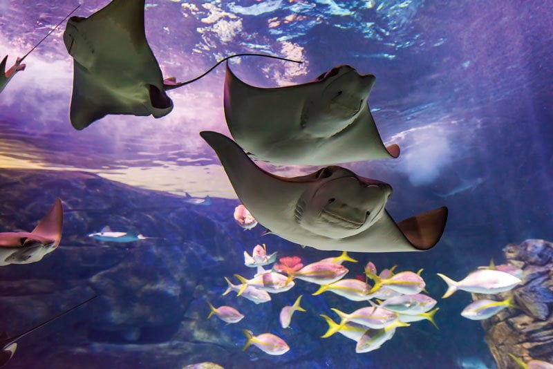 Manta rays at Ripley's Aquarium in Ontario, Canada