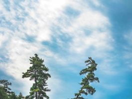 Muskoka Tree taken care of by an arborist